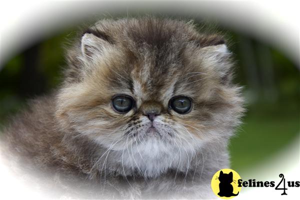 centralparkpersians Picture 3